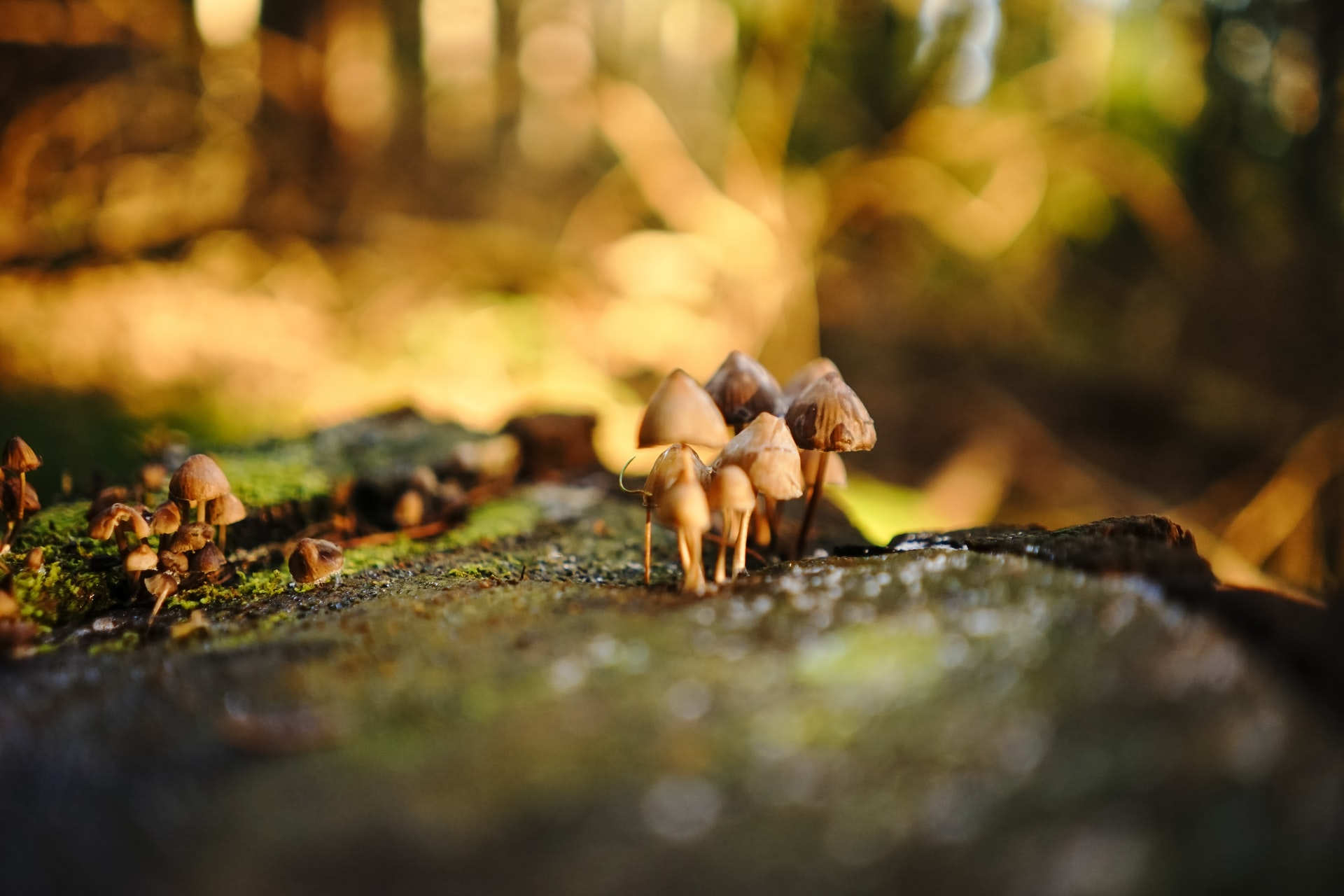 Magic Mushrooms